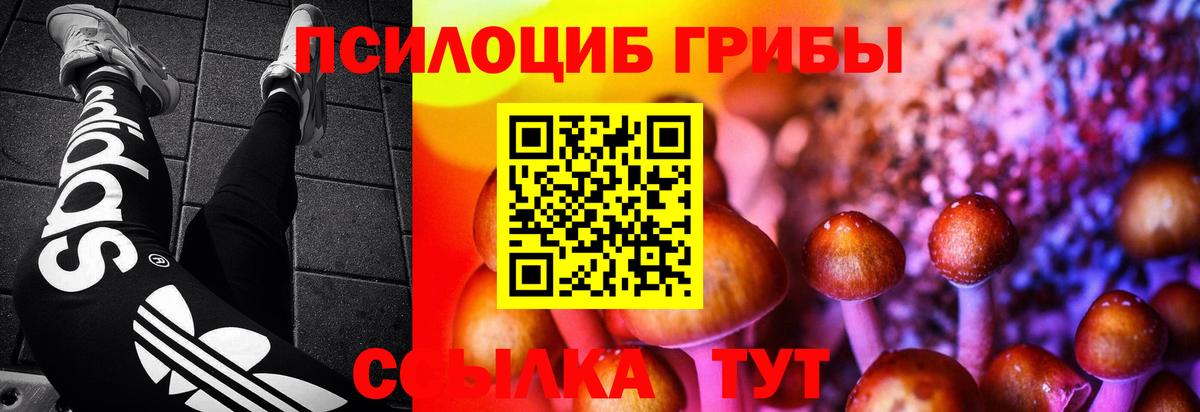 Курчатов  Псилоцибиновые грибы мицелий  Вход с VPN 